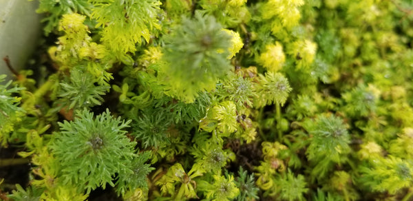 Limnophila Heterophylla, Purple Mudwort , Live Aquarium Plants