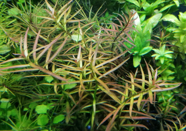 Ludwigia Arcuata, Needle Leaf, Live Aquarium Plants