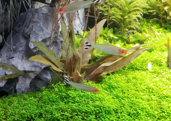 Cryptocoryne Beckettii Petchii Pink (Rare), Live Aquarium Plants