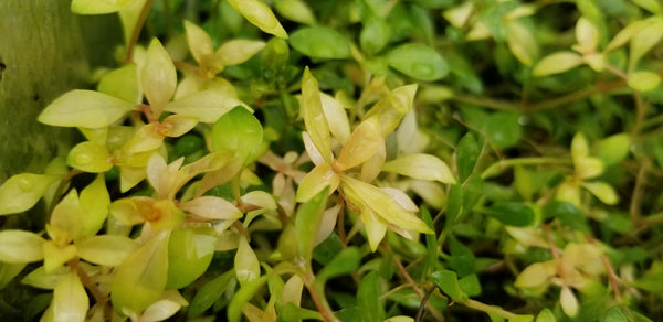 Ludwigia Repens x Arcuata, Live Aquarium Plants