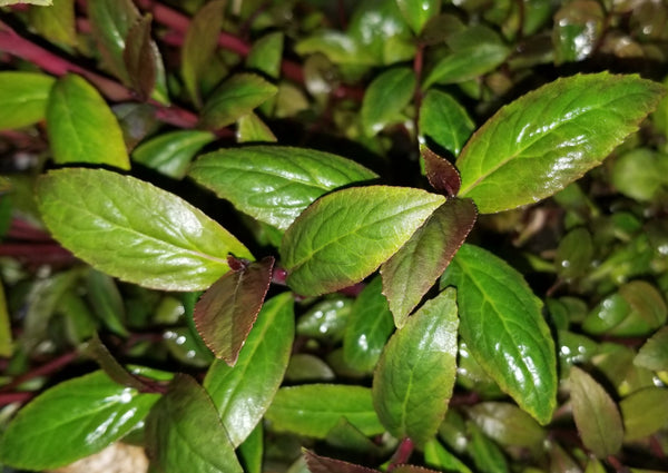 Lobelia Cardinalis, Regular, live aquarium plants