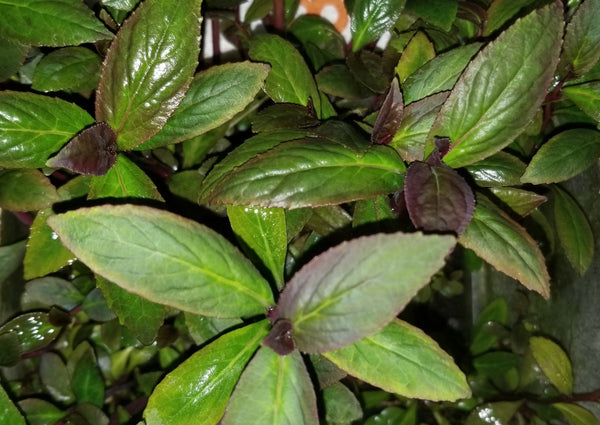Lobelia Cardinalis, Regular, live aquarium plants