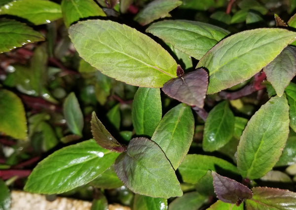 Lobelia Cardinalis, Regular, live aquarium plants