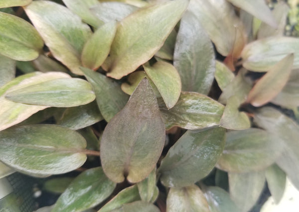 Cryptocoryne Beckettii Petchii Pink (Rare), Live Aquarium Plants