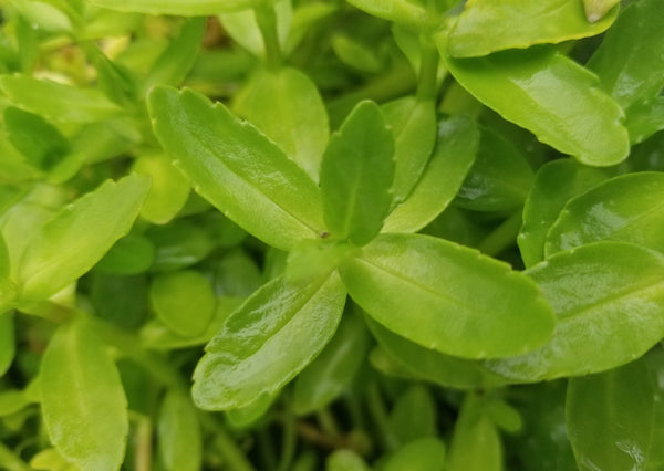 Bacopa Madagascariensis (Rare), Live Aquarium Plants
