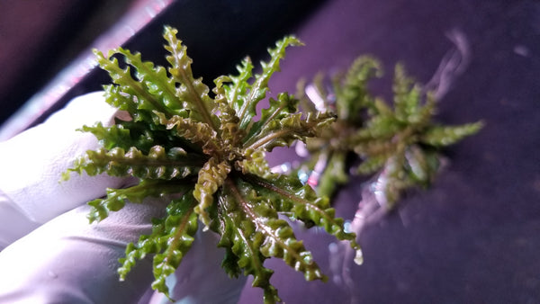 Red Pogostemon, Helferi Downoi, Rare, Live Aquarium Plants