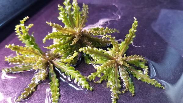 Red Pogostemon, Helferi Downoi, Rare, Live Aquarium Plants