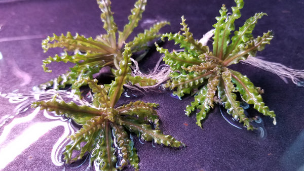 Red Pogostemon, Helferi Downoi, Rare, Live Aquarium Plants