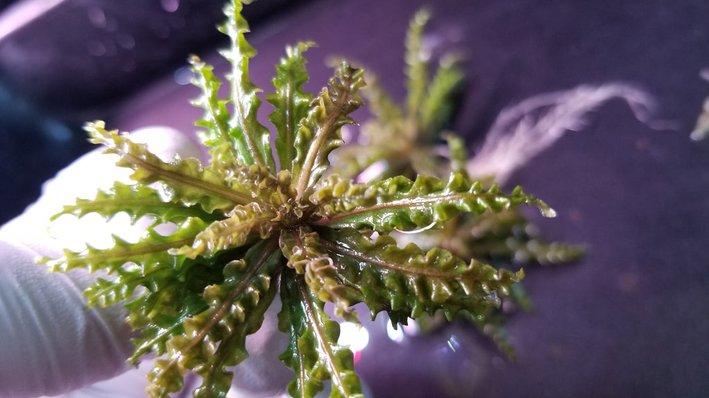 Red Pogostemon, Helferi Downoi, Rare, Live Aquarium Plants