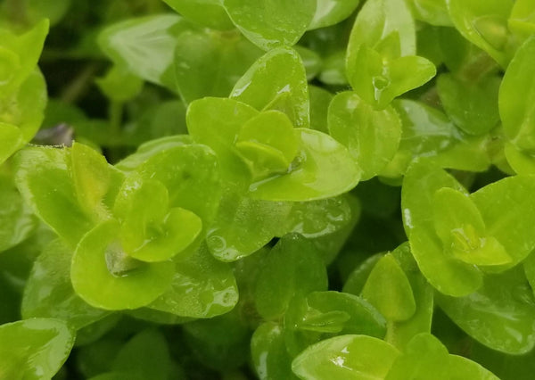 Bacopa Caroliniana Red, Live Aquarium Plants