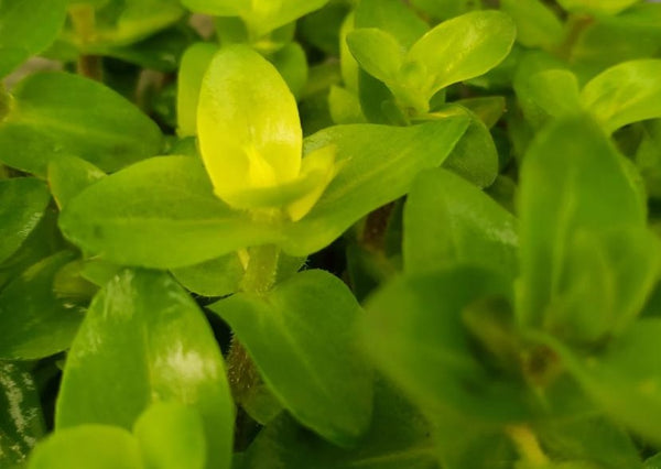 Bacopa Caroliniana Red, Live Aquarium Plants