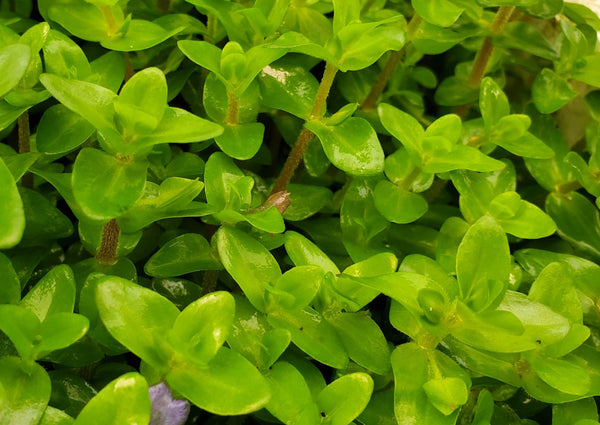 Bacopa Caroliniana Red, Live Aquarium Plants