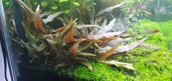 Cryptocoryne Beckettii Petchii Pink (Rare), Live Aquarium Plants