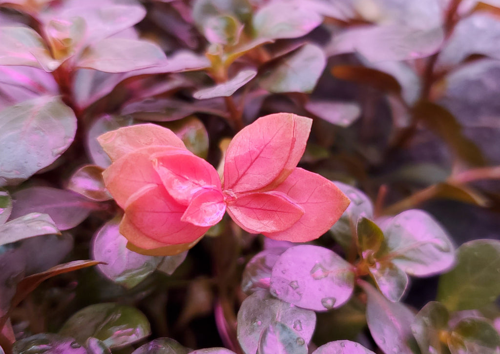 Ludwigia Ovalis,  Live Aquarium Plants