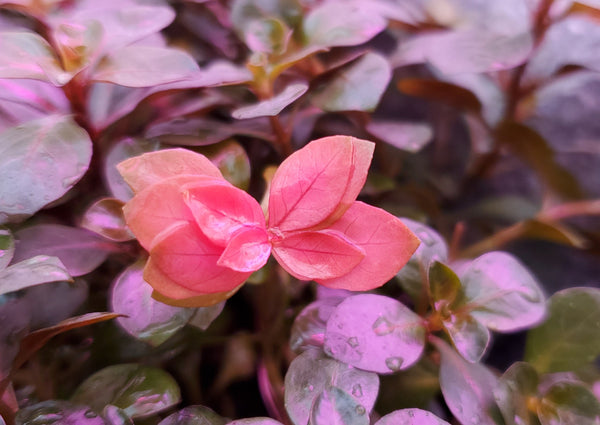 Ludwigia Ovalis,  Live Aquarium Plants