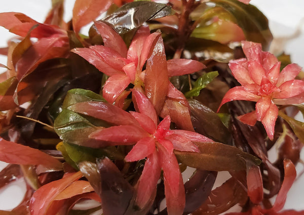 Ludwigia Peruensis Fully Red ,  Live Aquarium Plants