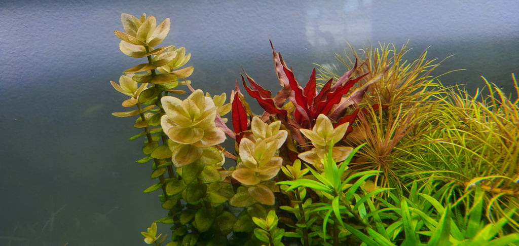 4 Kinds (Bacopa C. Red, Lobelia Cardinalis Small Form, Rotala Macrandra Green, Hygrophila Difformis) Freshwater Live Aquarium Plants + EXTRA