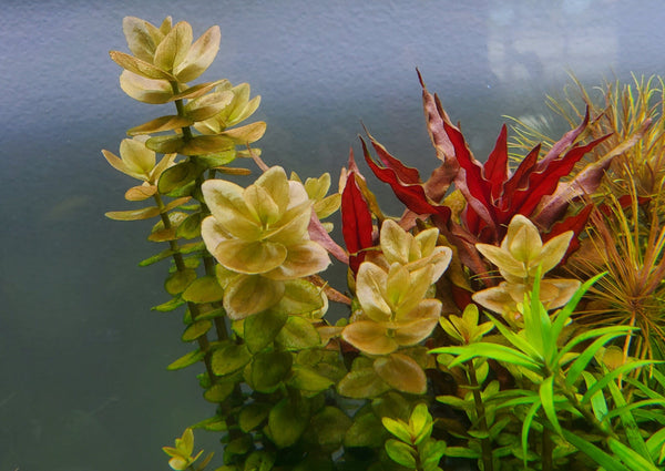 Bacopa Caroliniana Red, Live Aquarium Plants