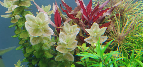 4 Kinds (Rotala Variety 2, Ludwigia Repens x Arcuata, A. Reineckii Ocipus, Bacopa Sp. Colorata)  Freshwater Live Aquarium Plants + EXTRA