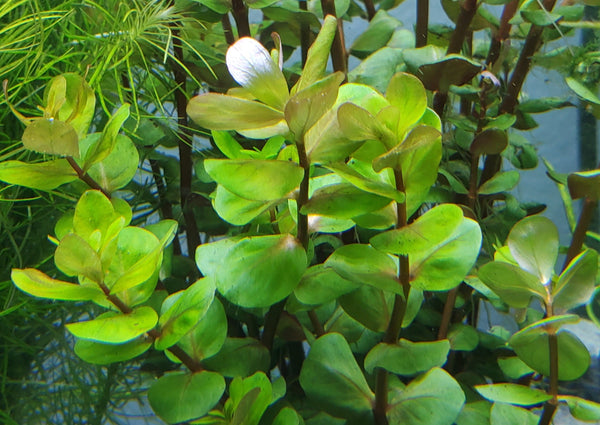 Rotala Macandra Green, Live Aquarium Plants