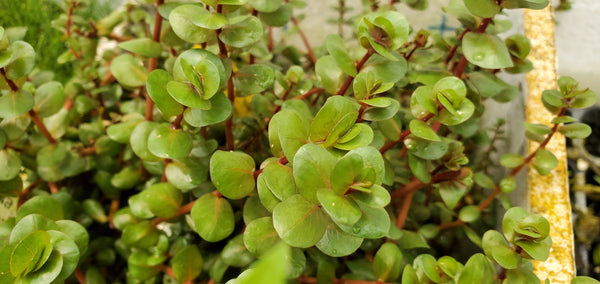 4 Kinds (Bacopa C. Red, Lobelia Cardinalis Small Form, Rotala Macrandra Green, Hygrophila Difformis) Freshwater Live Aquarium Plants + EXTRA