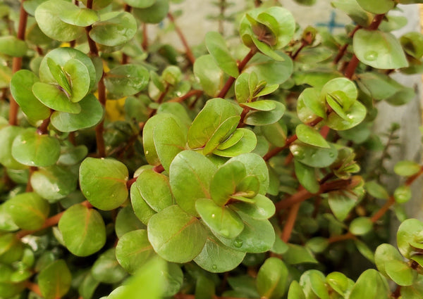 Rotala Macandra Green, Live Aquarium Plants