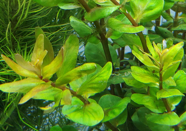 Rotala Macandra Green, Live Aquarium Plants