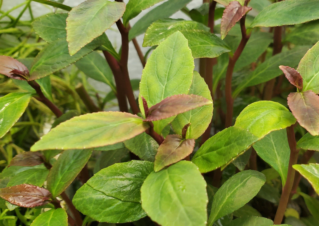 Lobelia Cardinalis, Regular, live aquarium plants