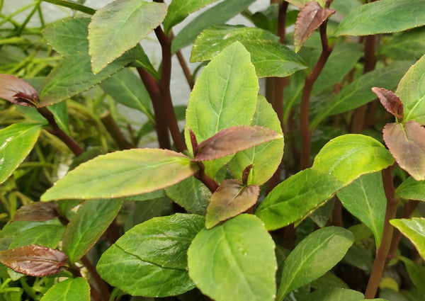 Lobelia Cardinalis, Regular, live aquarium plants