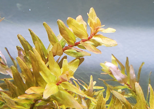 Rotala Macandra Green, Live Aquarium Plants