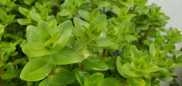 4 Kinds (Bacopa C. Red, Lobelia Cardinalis Small Form, Rotala Macrandra Green, Hygrophila Difformis) Freshwater Live Aquarium Plants + EXTRA