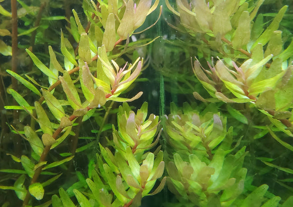 Rotala Macandra Green, Live Aquarium Plants