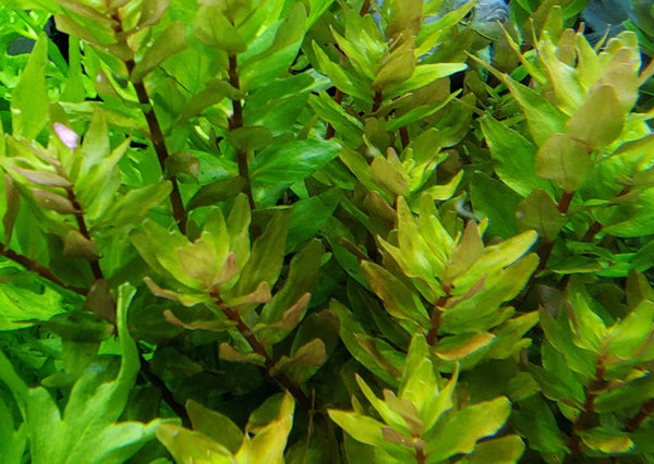 Rotala Macandra Green, Live Aquarium Plants