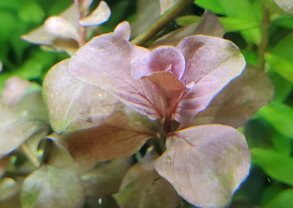 Ludwigia Ovalis Pink, Rare, Live Aquarium Plants