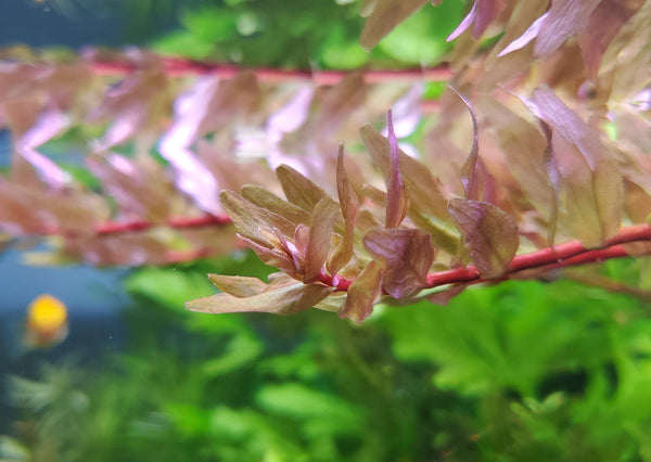 Rotala Macandra Green, Live Aquarium Plants