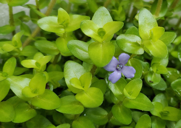 Bacopa Sp. Colorata, Live Aquarium Plants
