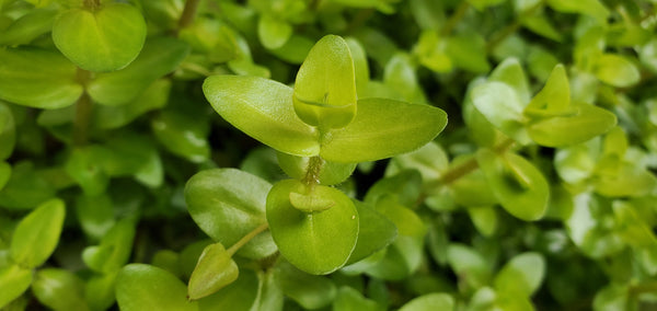 4 Kinds (Rotala Variety 2, Ludwigia Repens x Arcuata, A. Reineckii Ocipus, Bacopa Sp. Colorata)  Freshwater Live Aquarium Plants + EXTRA