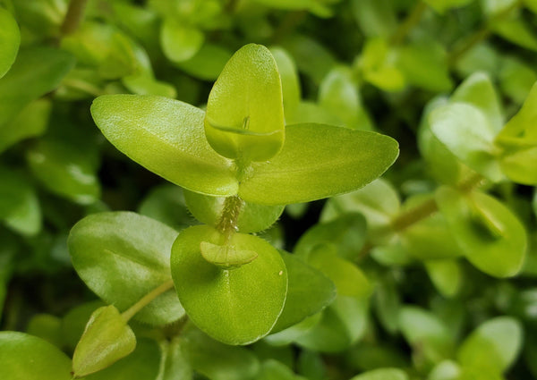 Bacopa Sp. Colorata, Live Aquarium Plants
