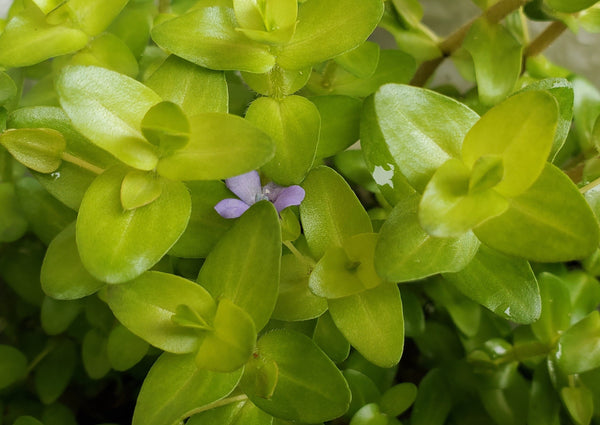 Bacopa Sp. Colorata, Live Aquarium Plants