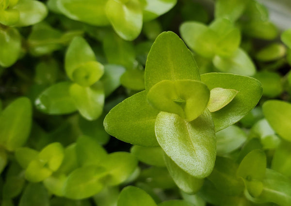 Bacopa Sp. Colorata, Live Aquarium Plants