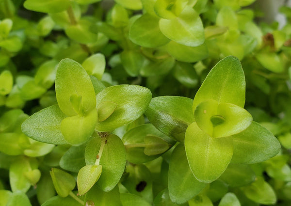 Bacopa Sp. Colorata, Live Aquarium Plants