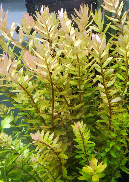 Rotala Macandra Green, Live Aquarium Plants