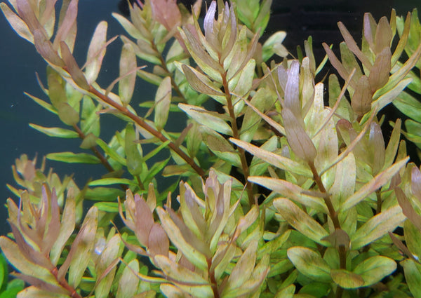 Rotala Macandra Green, Live Aquarium Plants