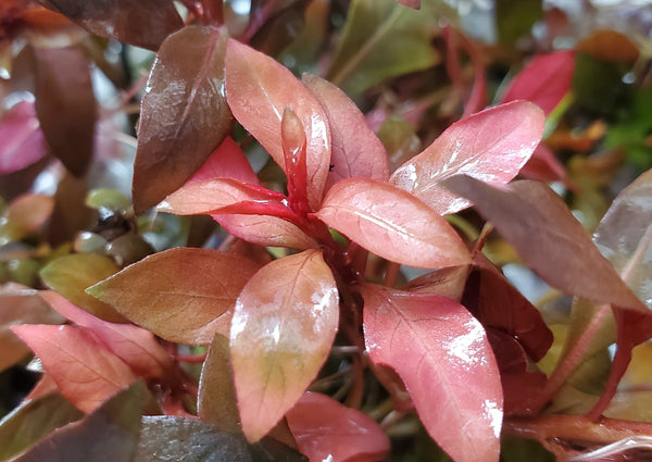Ludwigia Peruensis Fully Red ,  Live Aquarium Plants