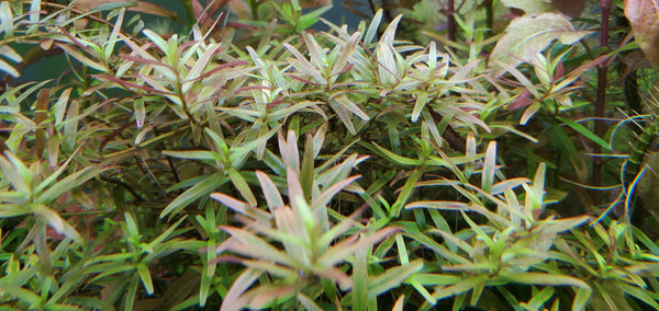 Rotala Caterpillar, Live Aquarium Plants