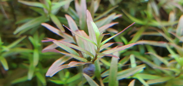 Rotala Caterpillar, Live Aquarium Plants