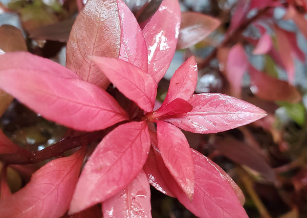 Ludwigia Peruensis Fully Red ,  Live Aquarium Plants