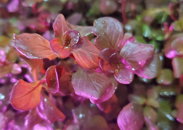 Ludwigia Ovalis Pink, Rare, Live Aquarium Plants