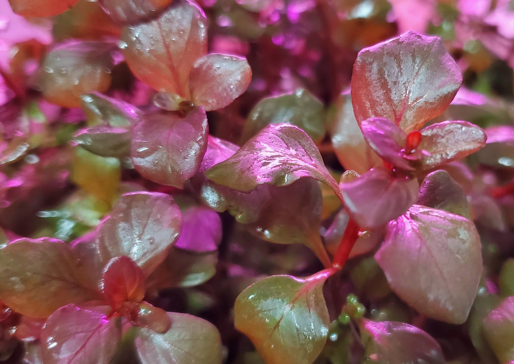 Ludwigia Ovalis Pink, Rare, Live Aquarium Plants