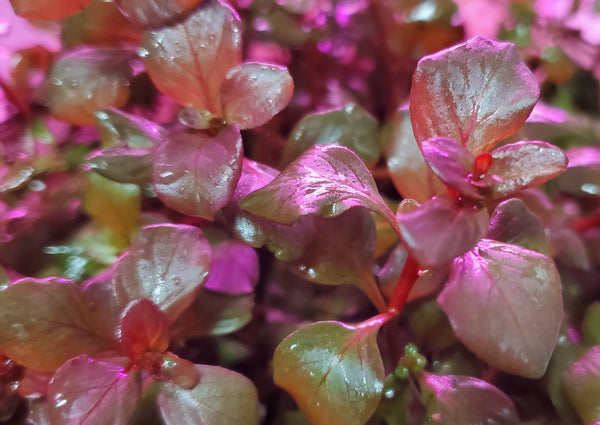 Ludwigia Ovalis Pink, Rare, Live Aquarium Plants
